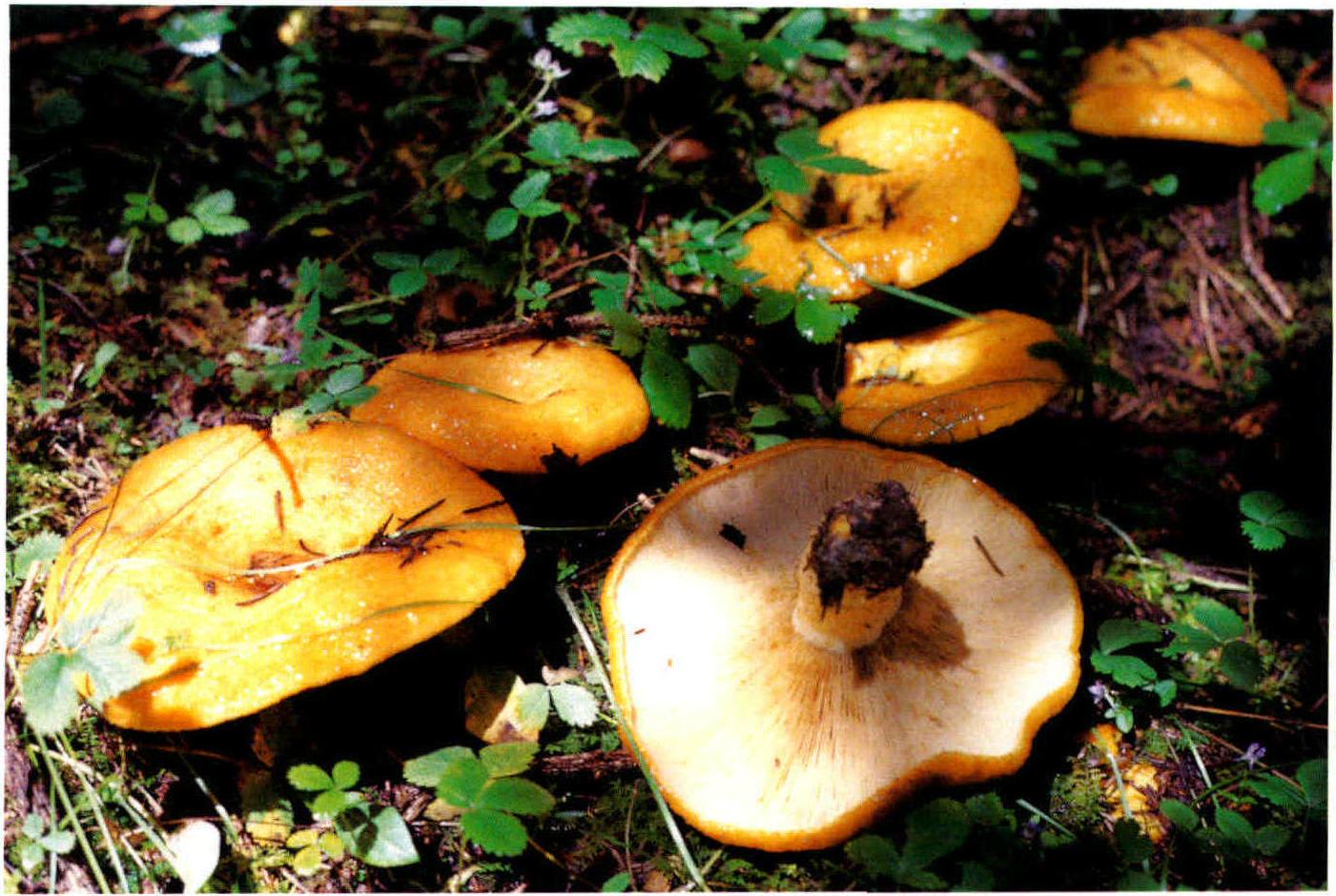 Lactarius scrobiculatus(Scop.)Fr.